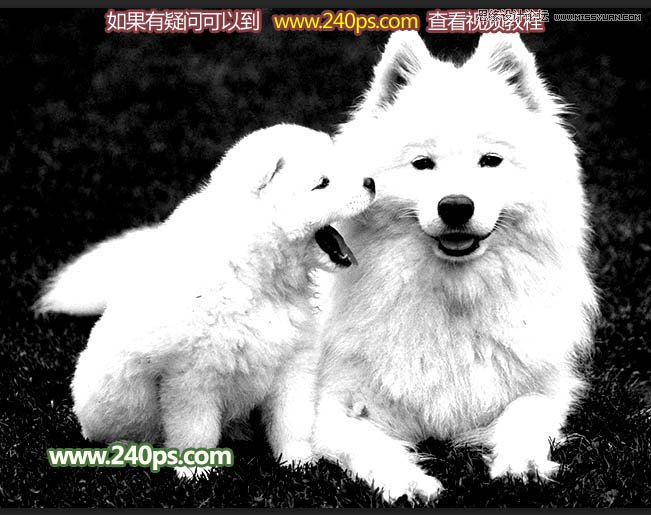 Photoshop完美的抠出毛茸茸的小狗照片,PS教程,PS家园网