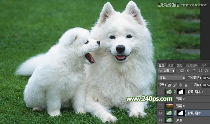 Photoshop完美的抠出毛茸茸的小狗照片,PS教程,PS家园网
