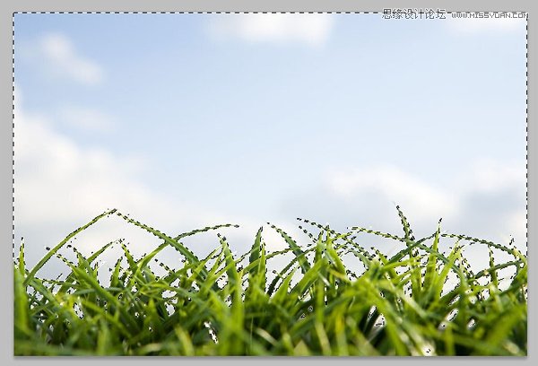 Photoshop巧用色彩范围抠出小草效果图