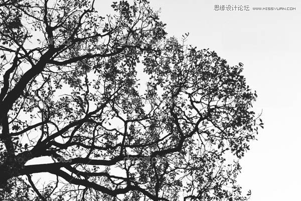 Photoshop制作人物与树木的双重曝光效果