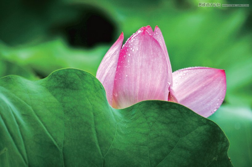 Photoshop简单把荷花照片暗部区域调亮