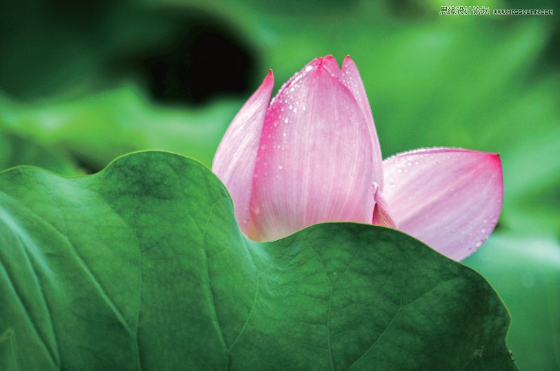 Photoshop简单把荷花照片暗部区域调亮