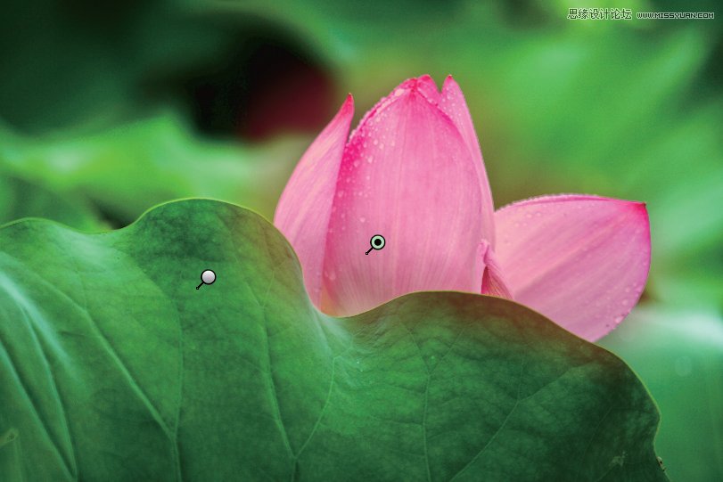 Photoshop简单把荷花照片暗部区域调亮