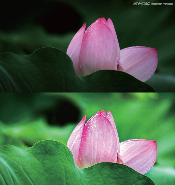 Photoshop简单把荷花照片暗部区域调亮