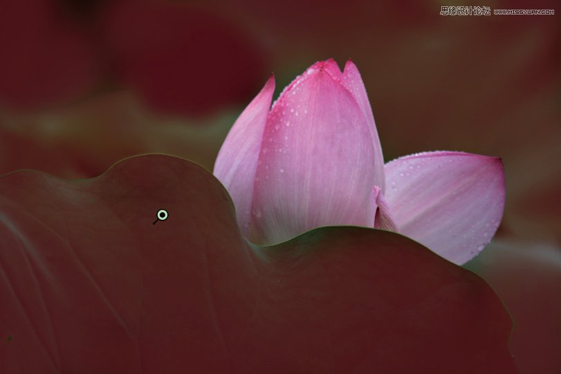 Photoshop简单把荷花照片暗部区域调亮