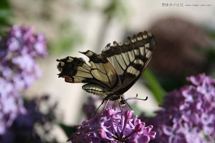 Photoshop合成在和蝴蝶交流的美女仙子