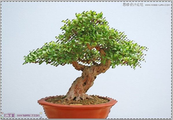 Photoshop合成在悬浮在空中的绿色大树