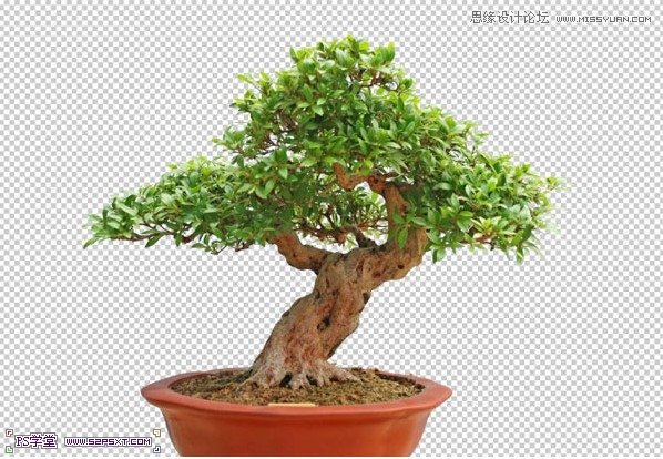 Photoshop合成在悬浮在空中的绿色大树