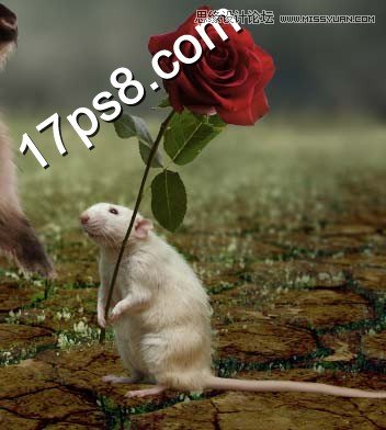 Photoshop合成情人节正在求爱的老鼠