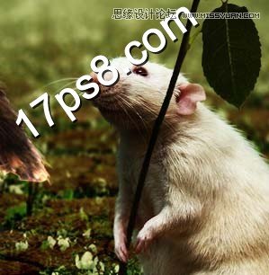 Photoshop合成情人节正在求爱的老鼠