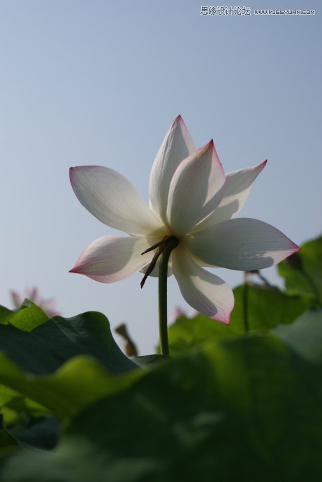 Photoshop合成色彩艳丽的荷花图
