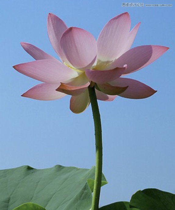 Photoshop合成色彩艳丽的荷花图