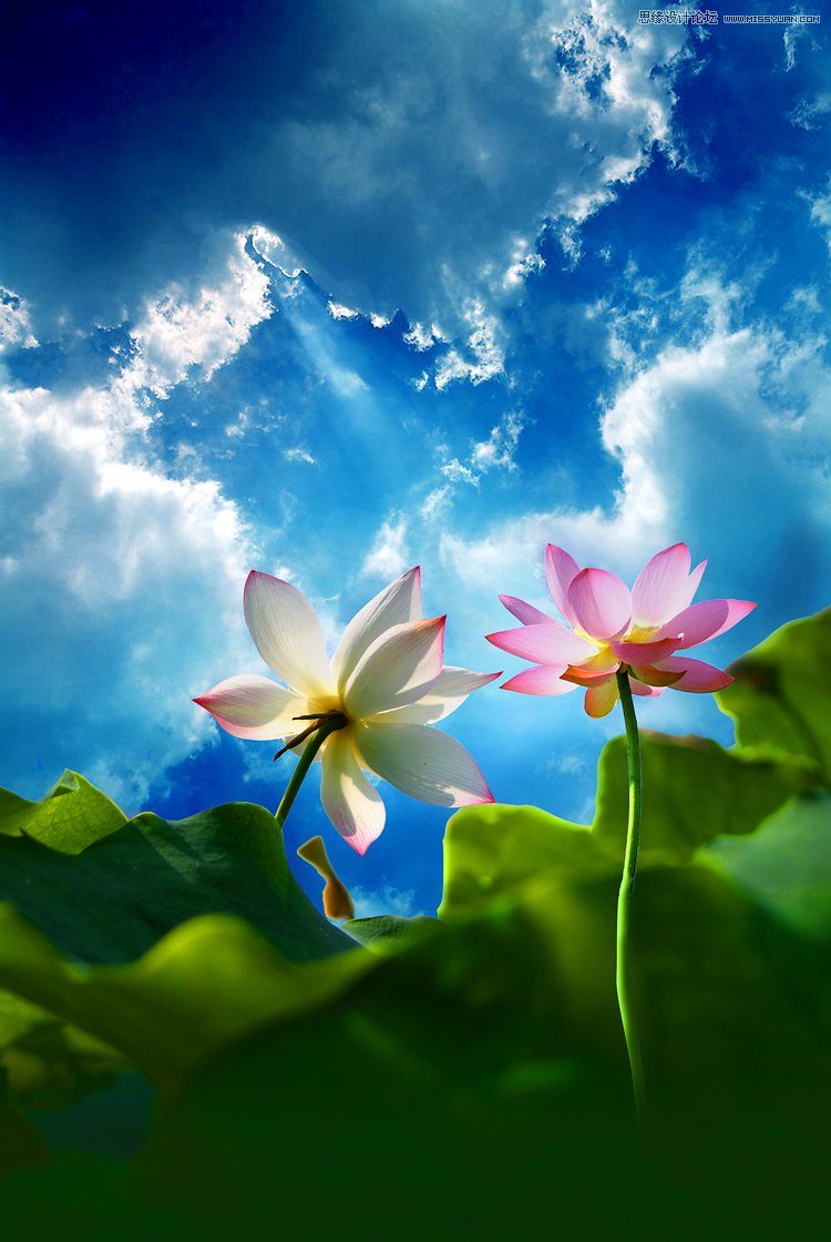 Photoshop合成色彩艳丽的荷花图