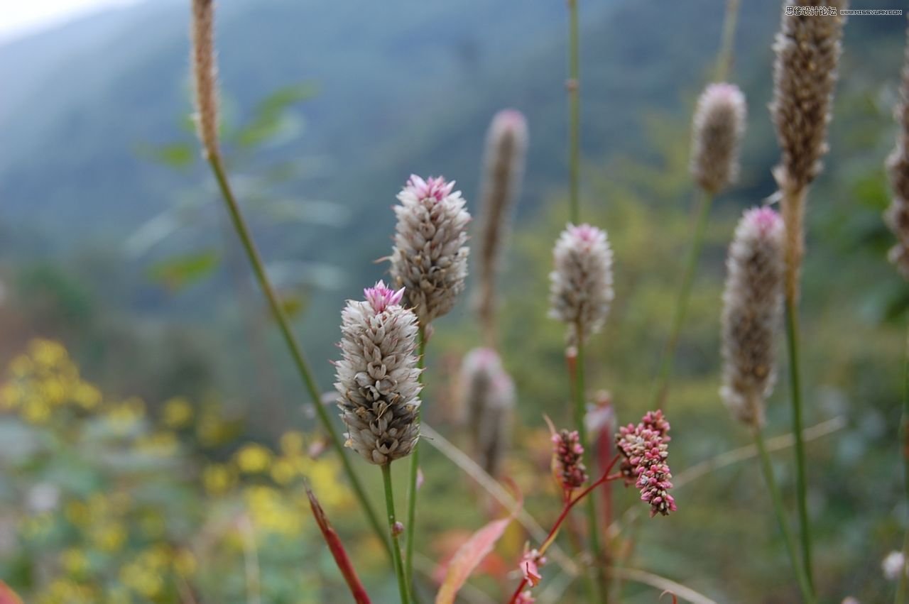 Photoshop调出植物图片日系小清新效果