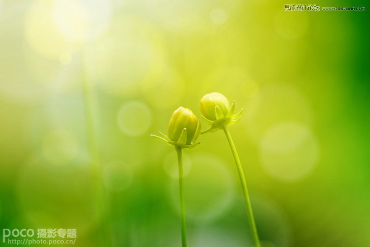 Photoshop使用叠加法制作唯美的摄影背景效果