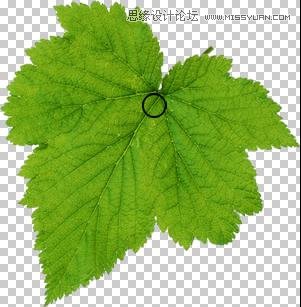 Photoshop制作在绿叶上滚动的水珠