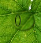 Photoshop制作在绿叶上滚动的水珠