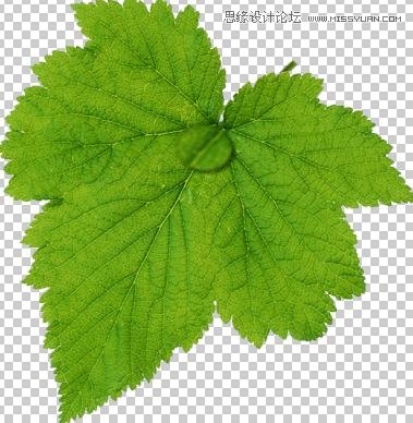 Photoshop制作在绿叶上滚动的水珠