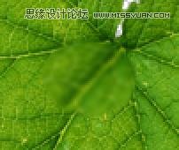 Photoshop制作在绿叶上滚动的水珠