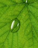 Photoshop制作在绿叶上滚动的水珠