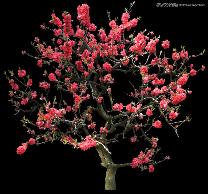 Photoshop合成唯美风格的婚纱照片