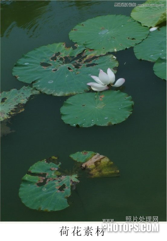 Photoshop使用废弃的荷花图制作戏鱼图封面