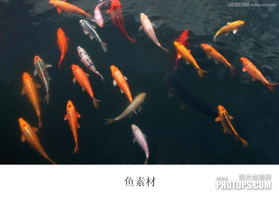 Photoshop使用废弃的荷花图制作戏鱼图封面