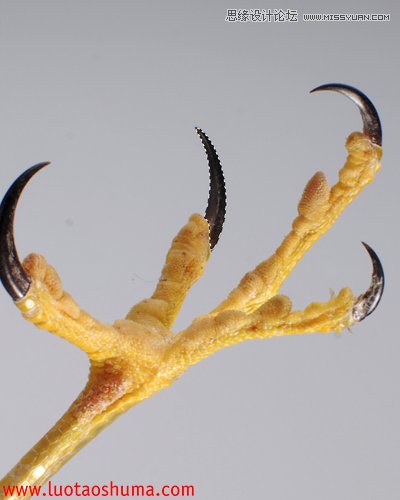 Photoshop合成手拿苹果的堕落天使教程