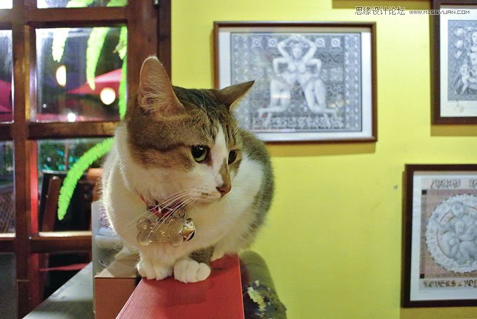Photoshop给偏色的猫咪照片校色