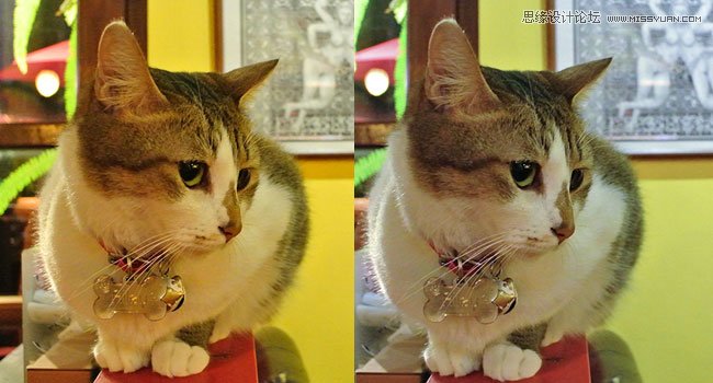Photoshop给偏色的猫咪照片校色