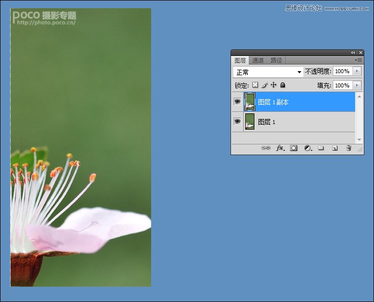 Photoshop调出花朵照片唯美鲜艳色调