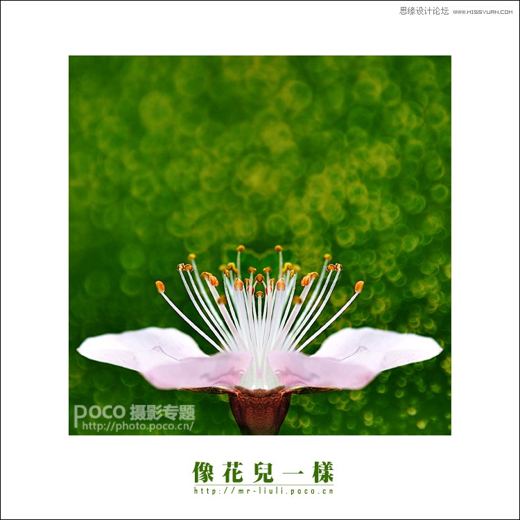 Photoshop调出花朵照片唯美鲜艳色调