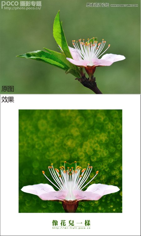 Photoshop调出花朵照片唯美鲜艳色调