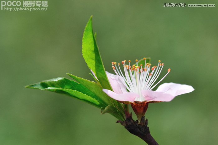 Photoshop调出花朵照片唯美鲜艳色调