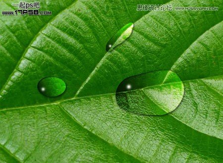 Photoshop绘制绿叶上面的透明水滴效果