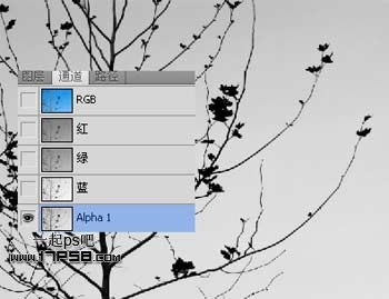 Photoshop使用通道和计算命令给树枝抠图