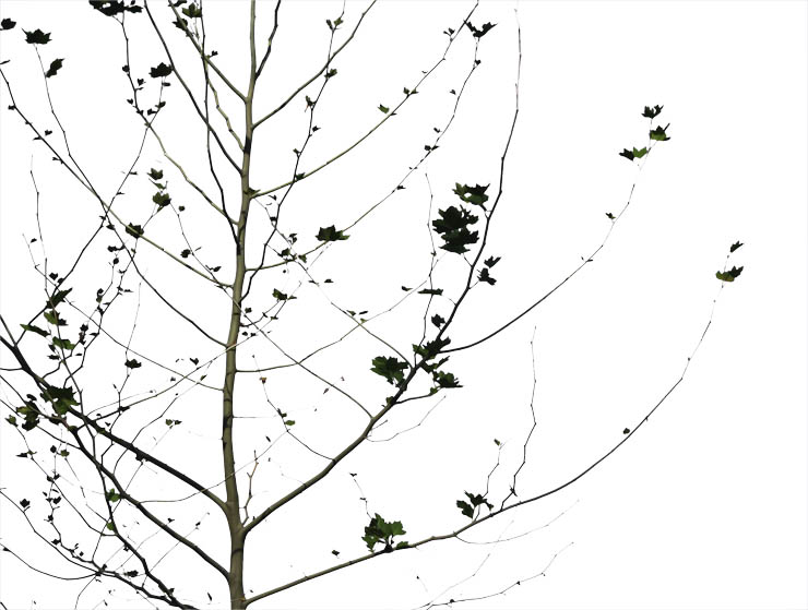 Photoshop使用通道和计算命令给树枝抠图