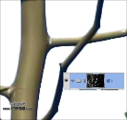 Photoshop使用通道和计算命令给树枝抠图