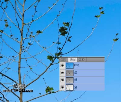 Photoshop使用通道和计算命令给树枝抠图