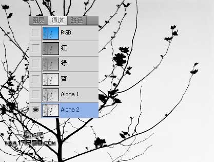 Photoshop使用通道和计算命令给树枝抠图